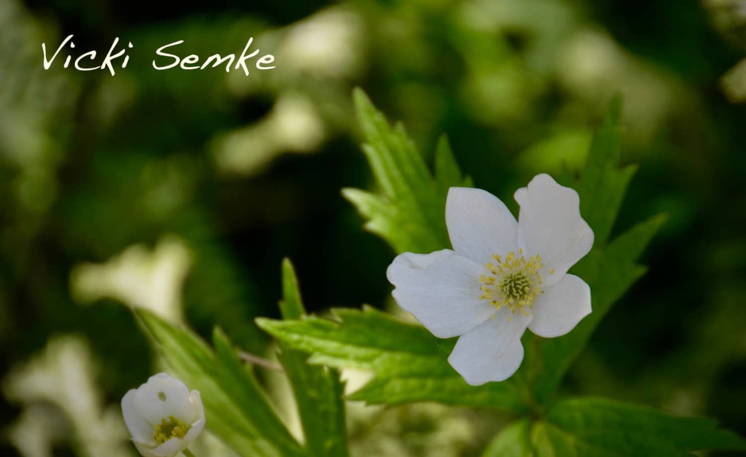 Free download Love Best Global `Community Shopping Events Online! Buy Art You Love Vicki Semke. store video and edit with RedcoolMedia movie maker MovieStudio video editor online and AudioStudio audio editor onlin